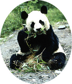 panda: